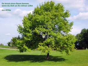 Baum mit afrikanischer Weisheit