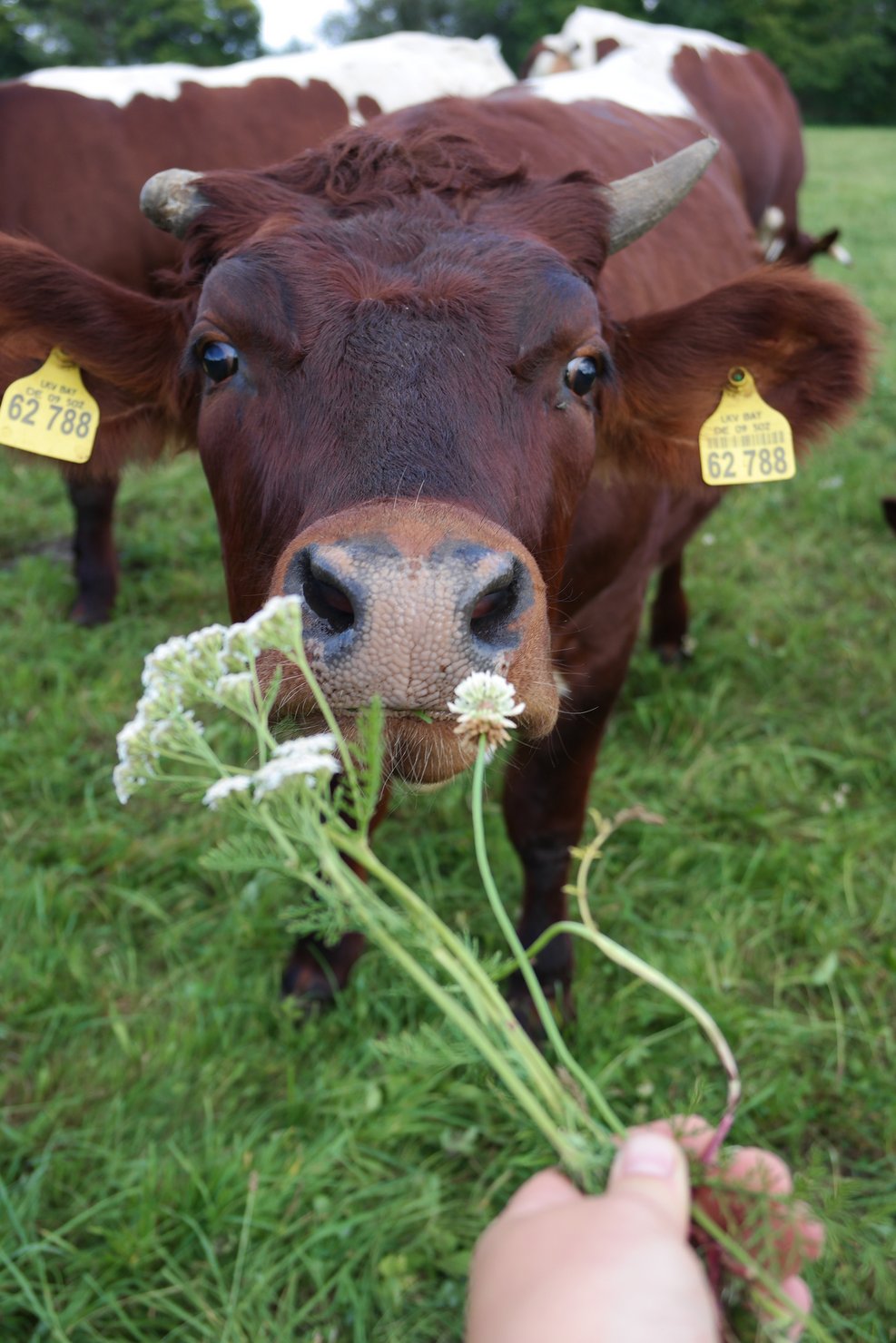 Landpartie – Exkursion auf den Bio-Bauernhof Lenz in Zorneding  Kopieren