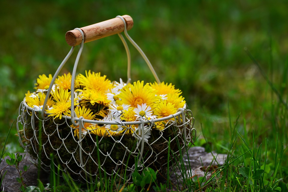 Kraut oder Unkraut – Leckereien aus dem Garten