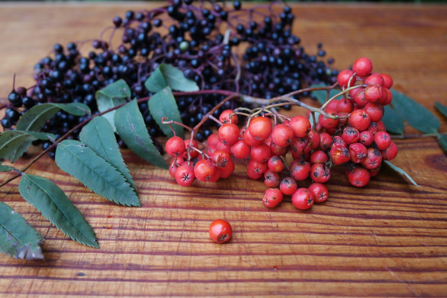 Kräuterwanderung – Herbst – Wilde Beeren